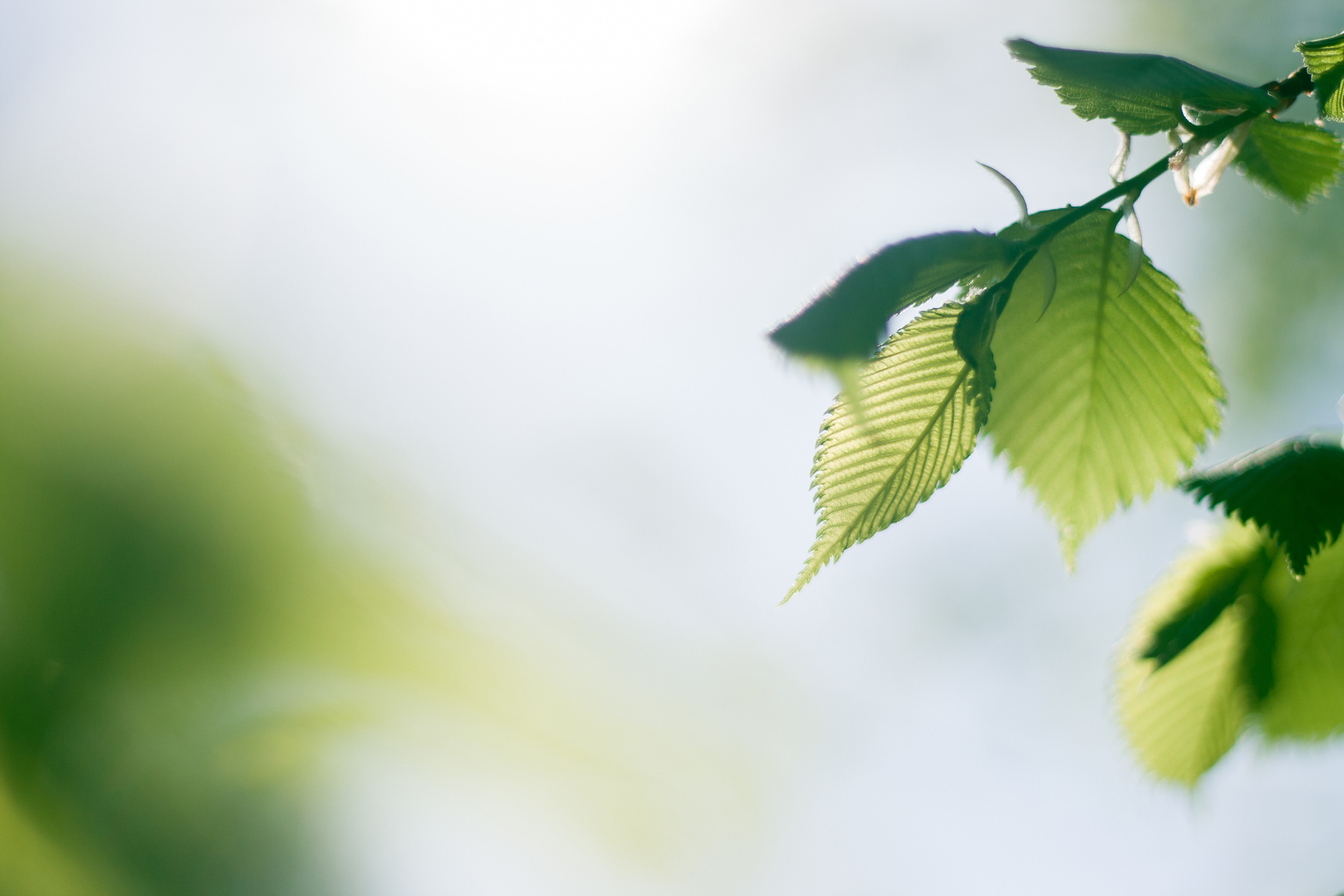 Leaves nature background